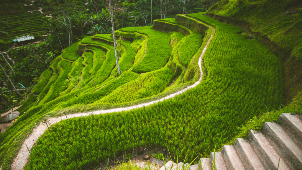 Tegalalang Rice Terraces in Bali